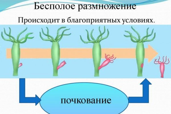 Ссылки зеркала на kraken